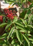 Sambucus manshurica