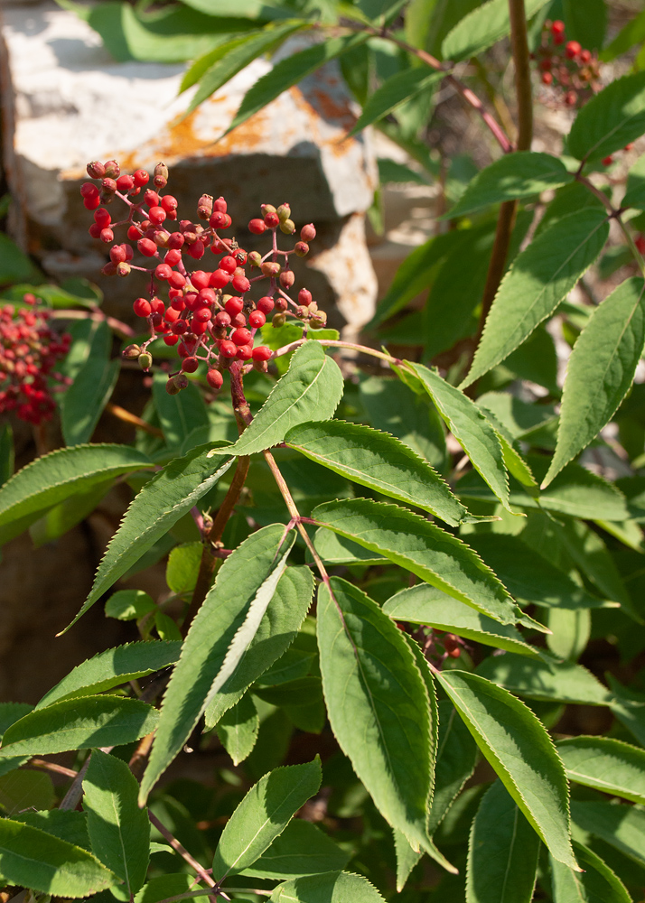 Image of Sambucus manshurica specimen.