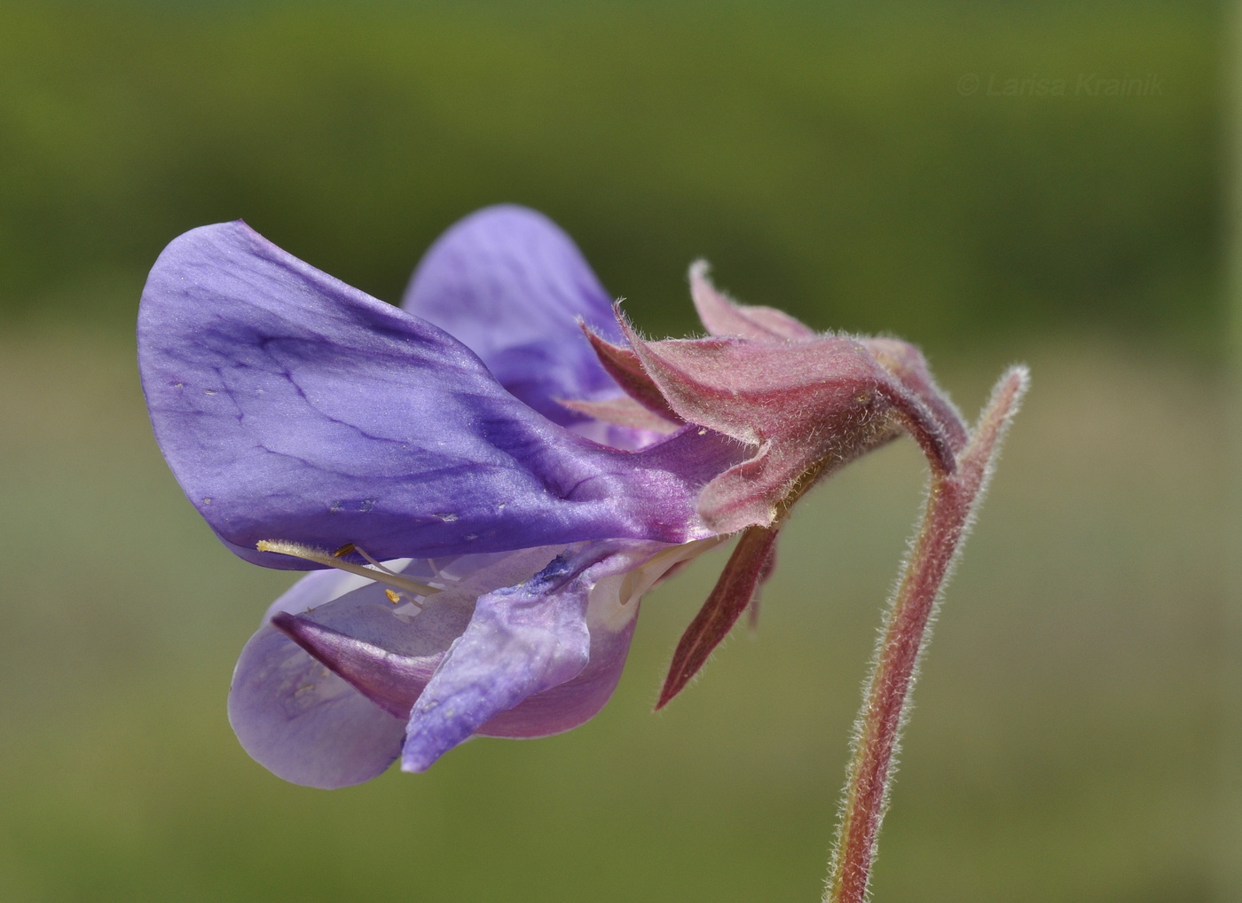 Image of Lathyrus japonicus ssp. pubescens specimen.