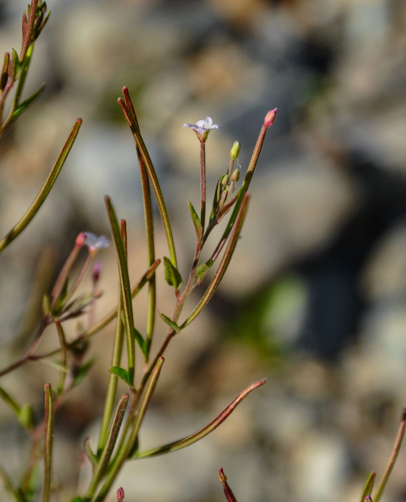 Изображение особи род Epilobium.