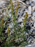 Artemisia salsoloides