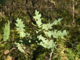 Quercus pubescens. Побег. Южный Берег Крыма, гора Аю-Даг. 12.10.2010.