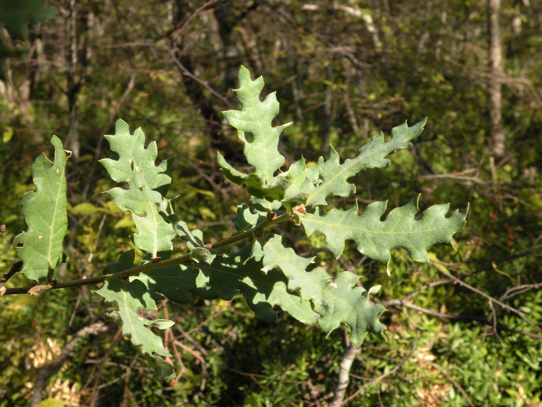 Image of Quercus pubescens specimen.