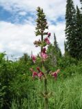 Stachys sylvatica. Верхушка цветущего растения. Казахстан, Восточно-Казахстанская обл., Глубоковский р-н, окр. с. Зимовьё; Западный Алтай, разнотравный луг среди смешанного леса. 30 июня 2023 г.