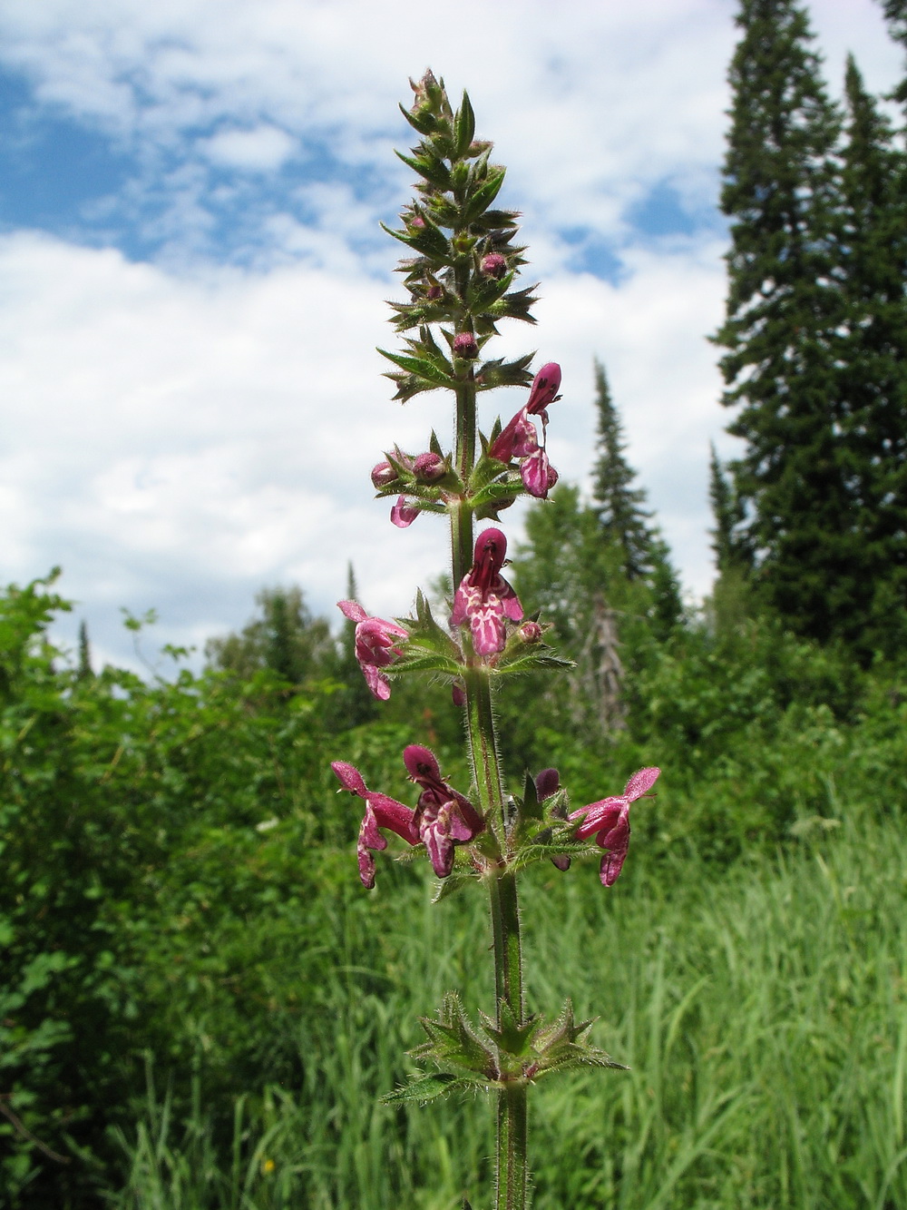 Image of Stachys sylvatica specimen.