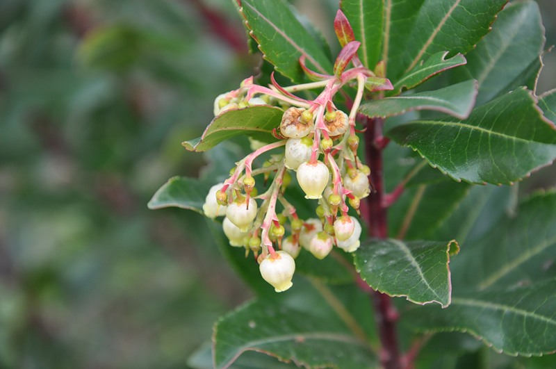 Изображение особи Arbutus unedo.