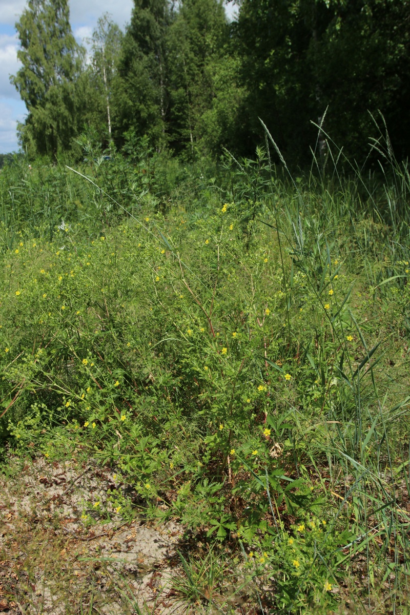 Image of Potentilla intermedia specimen.