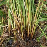 Carex diandra. Основания побегов. Ульяновская обл., окр. г. Димитровград, пос. Торфболото, старый затопленный торфяной карьер. 28.05.2023.