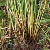 Carex diandra