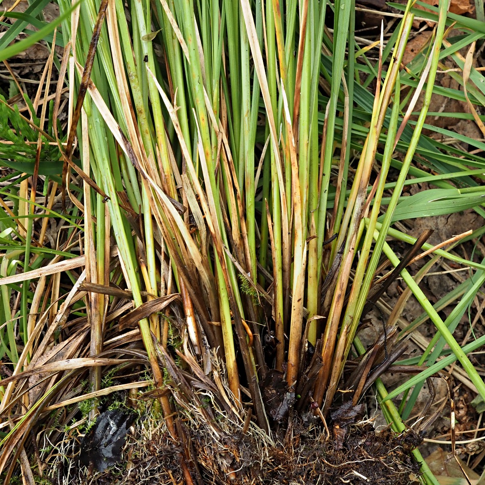 Image of Carex diandra specimen.