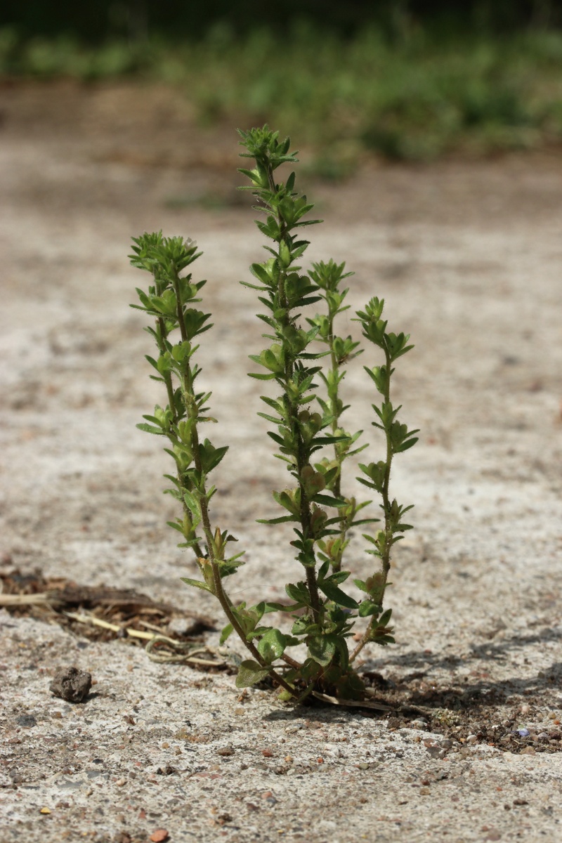 Image of Veronica arvensis specimen.