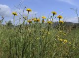 Hypochaeris radicata