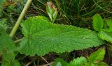 genus Salvia. Лист и стебель. Башкирия, Учалинский р-н, Тунгатаровский сельсовет, окр. дер. Яльчигулово, скашиваемый луг. 3 сентября 2023 г.