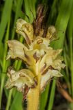 Orobanche bartlingii