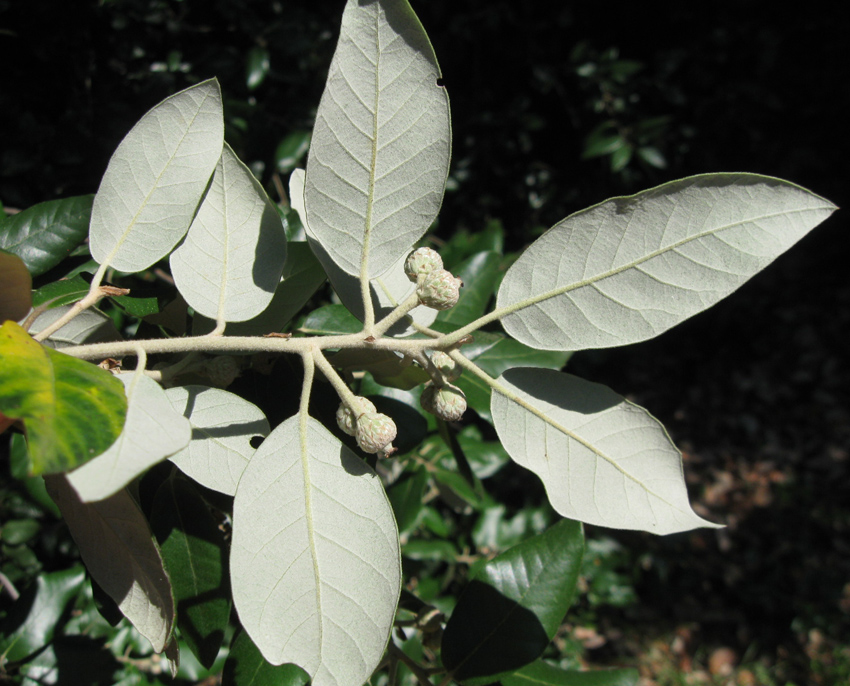 Изображение особи Quercus ilex.