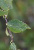 genus Betula