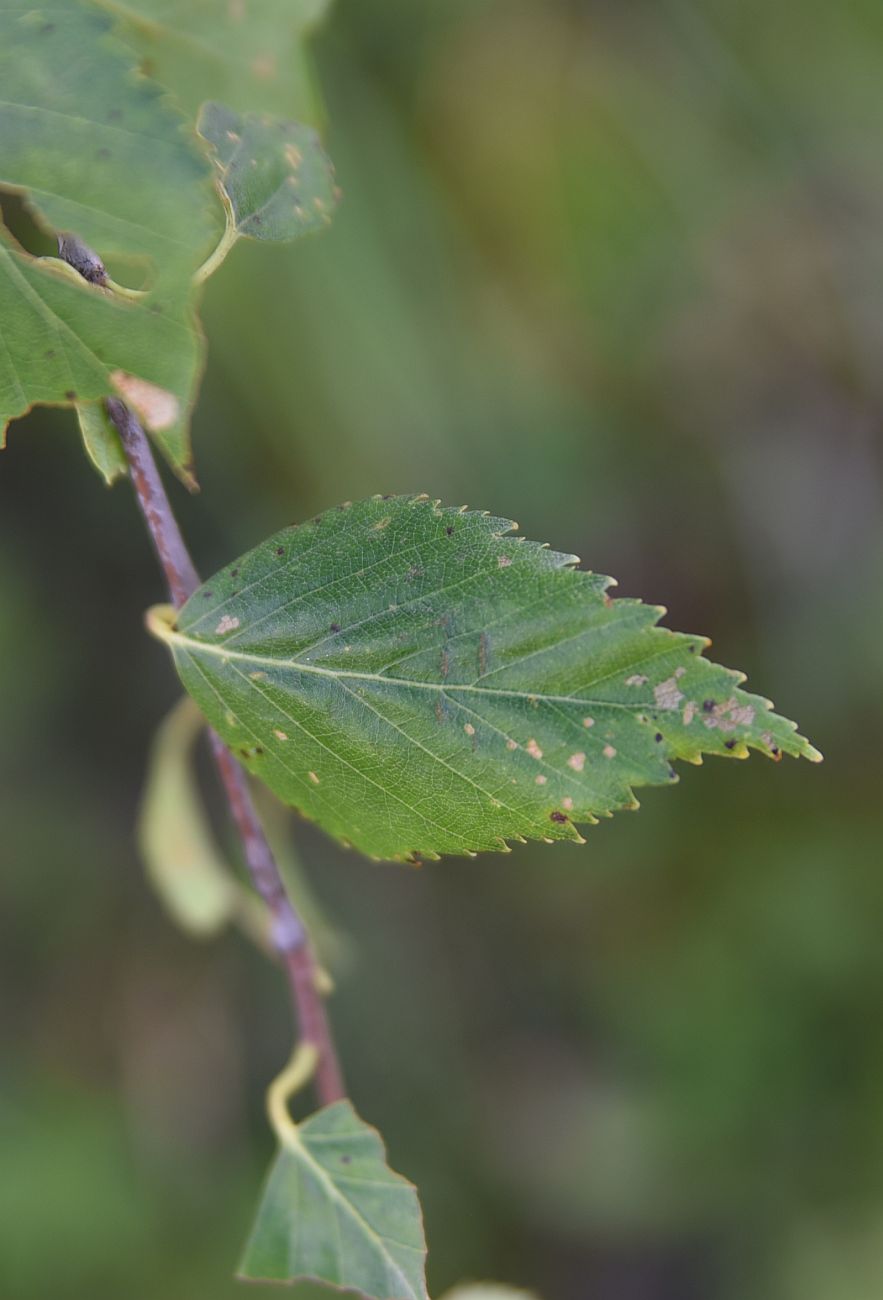 Image of genus Betula specimen.