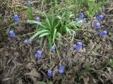 genus Muscari