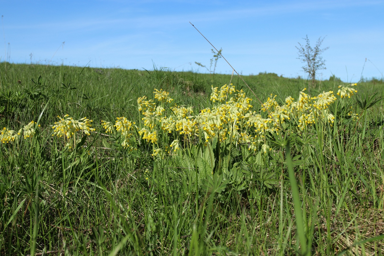 Image of Primula veris specimen.