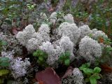 Cladonia stellaris