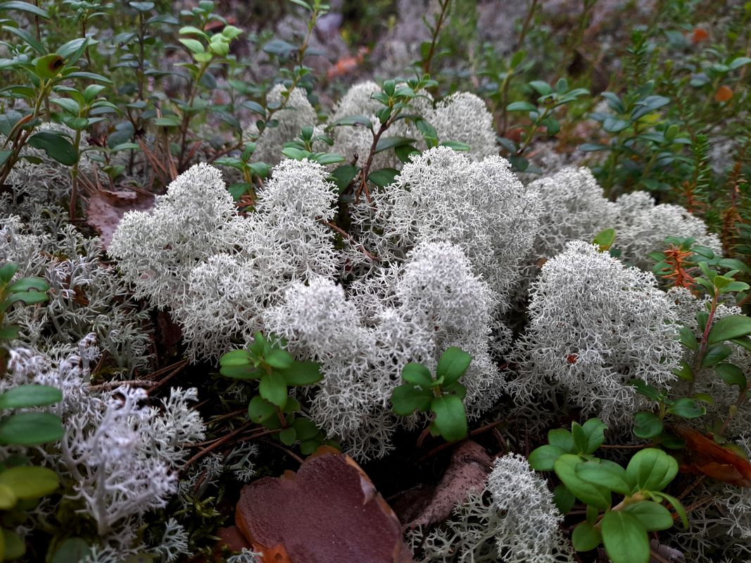 Изображение особи Cladonia stellaris.