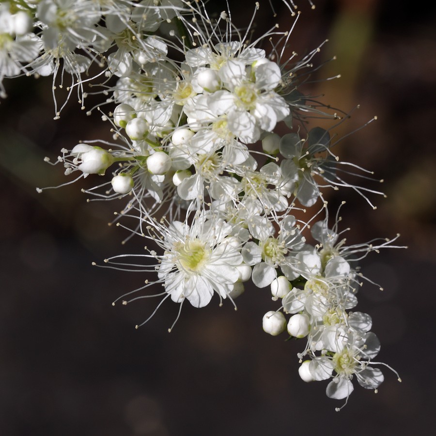 Image of Sorbaria sorbifolia specimen.