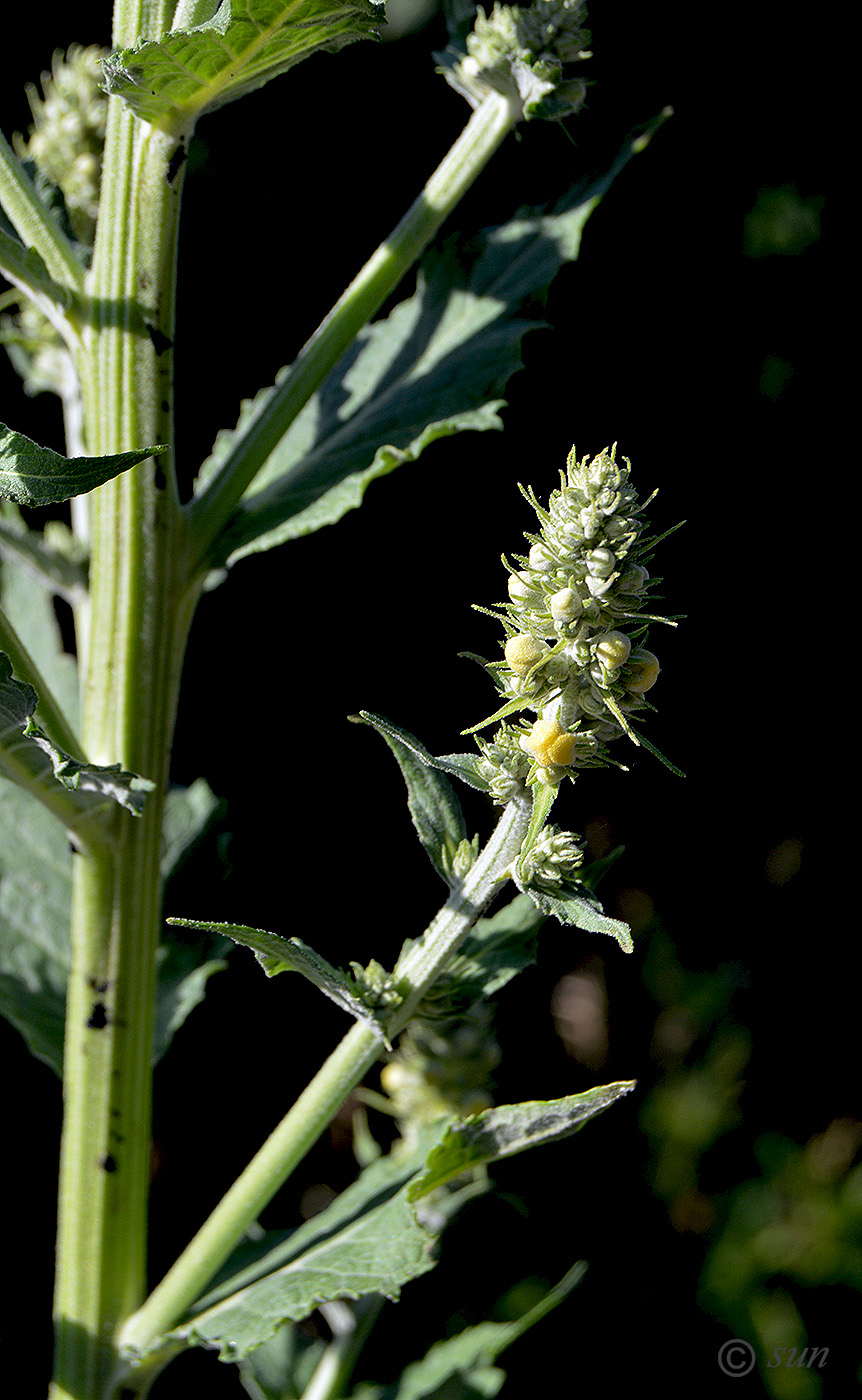 Image of Verbascum lychnitis specimen.
