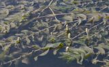 Potamogeton perfoliatus
