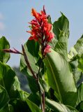 Canna indica