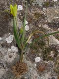 Gagea granatellii. Выкопанное растение. Крым, Бахчисарай, меловые склоны. 27 февраля 2011 г.