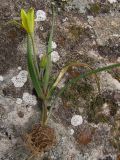Gagea granatellii