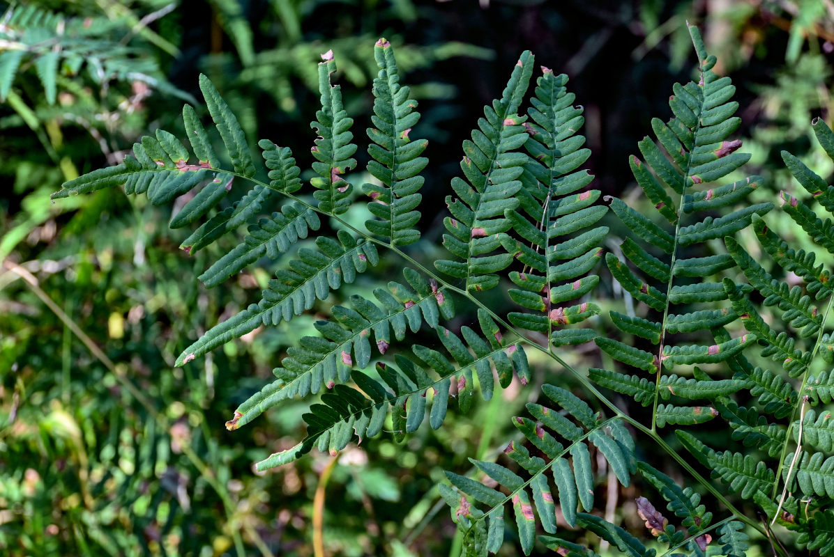 Изображение особи Pteridium pinetorum.