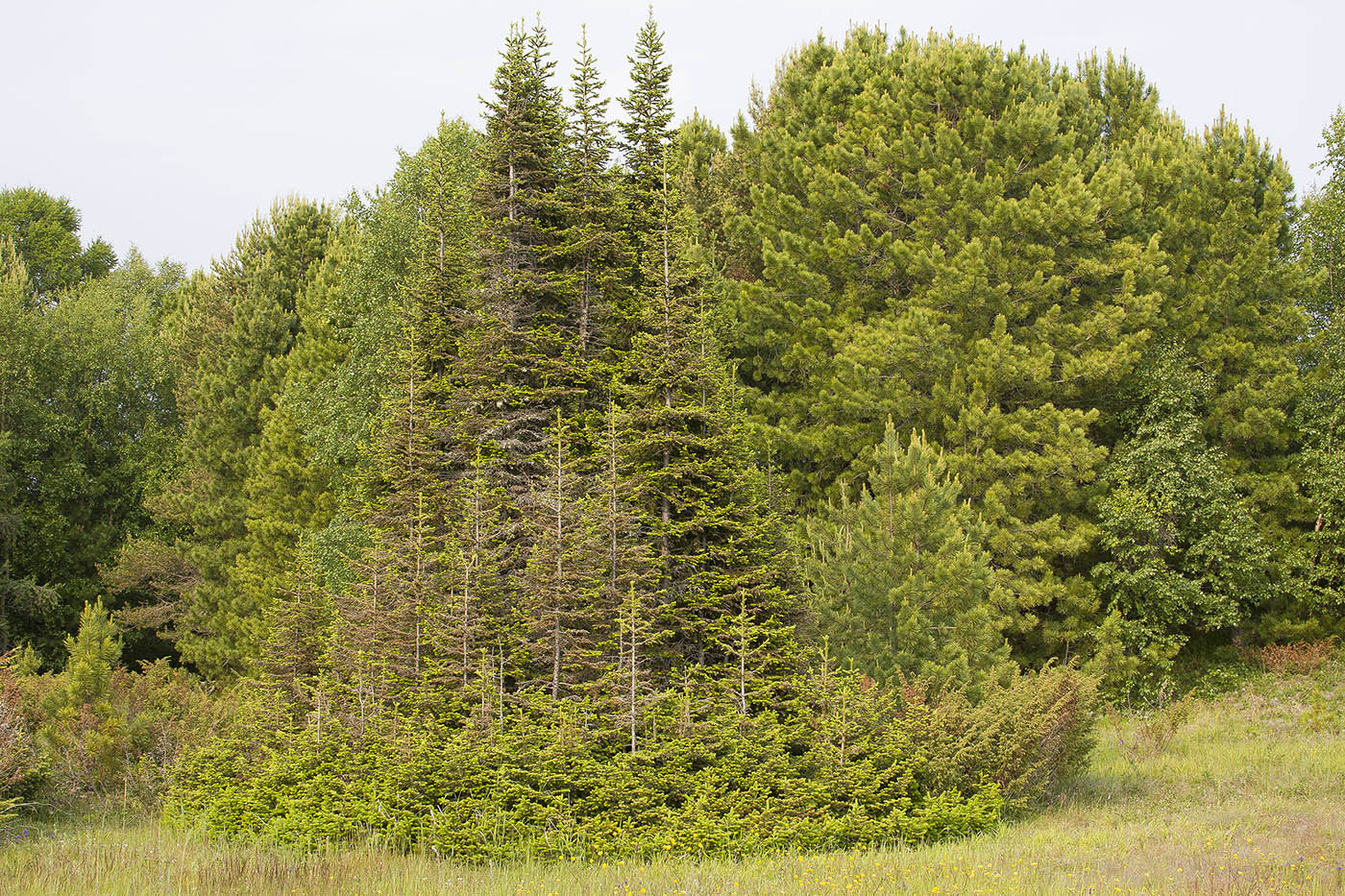 Изображение особи Abies sibirica.