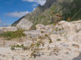 Carum caucasicum