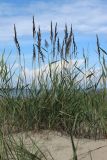 Calamagrostis meinshausenii