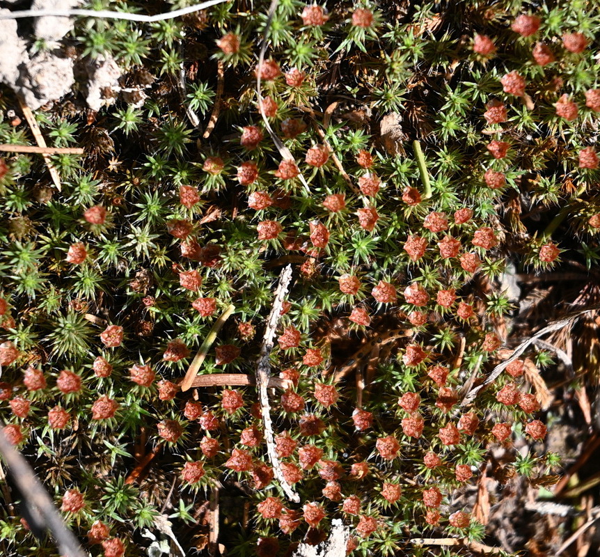Изображение особи Polytrichum piliferum.