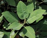 Magnolia delavayi