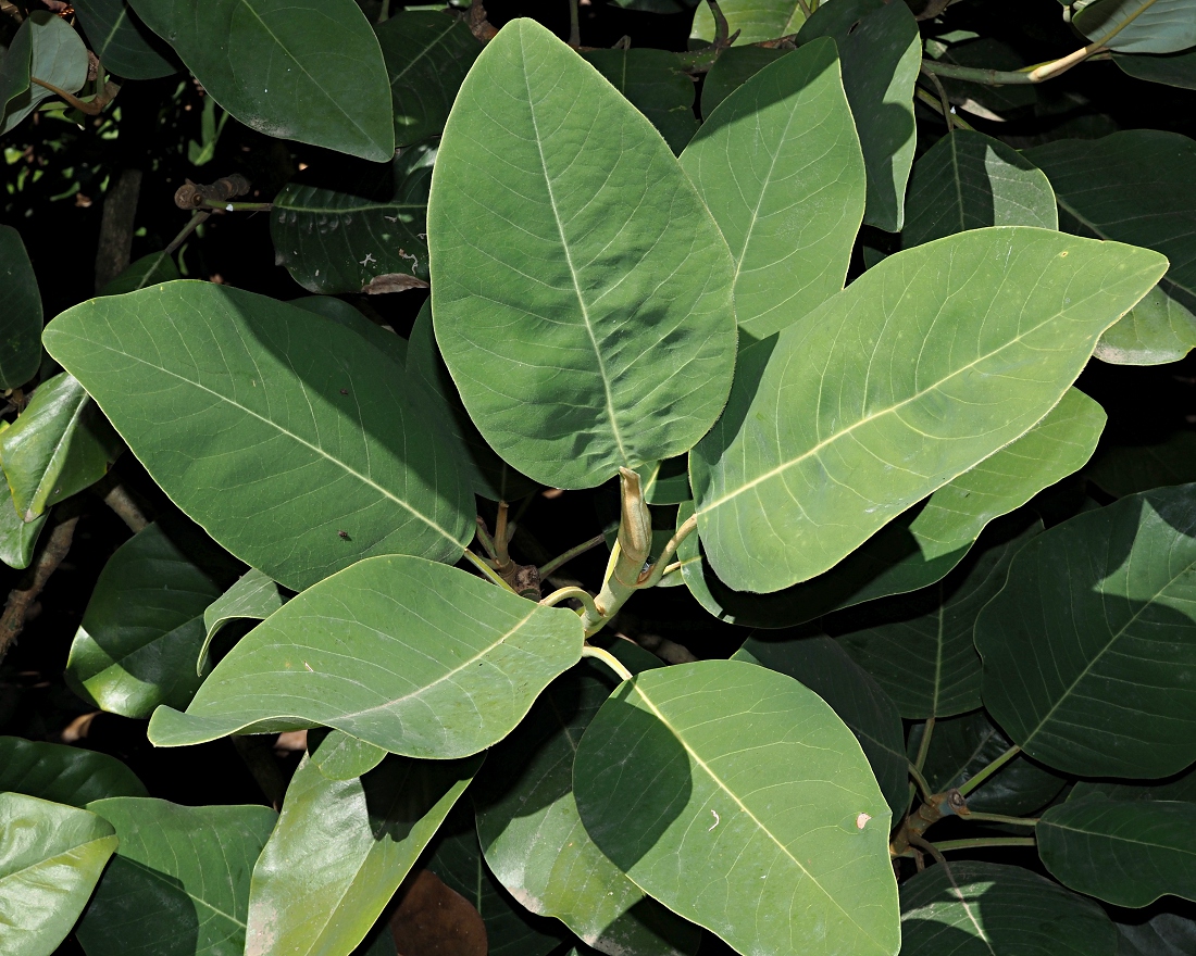 Изображение особи Magnolia delavayi.