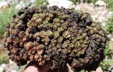 Saxifraga alberti