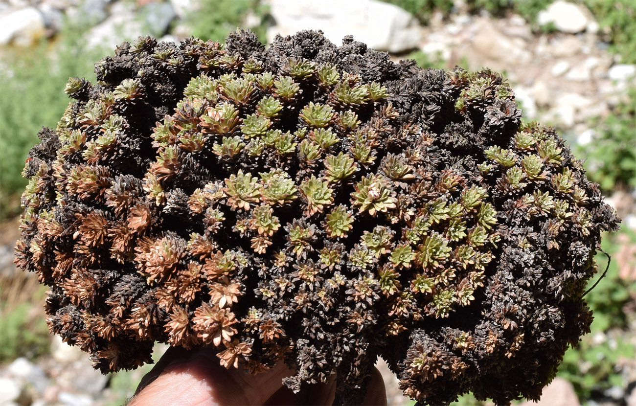 Image of Saxifraga alberti specimen.