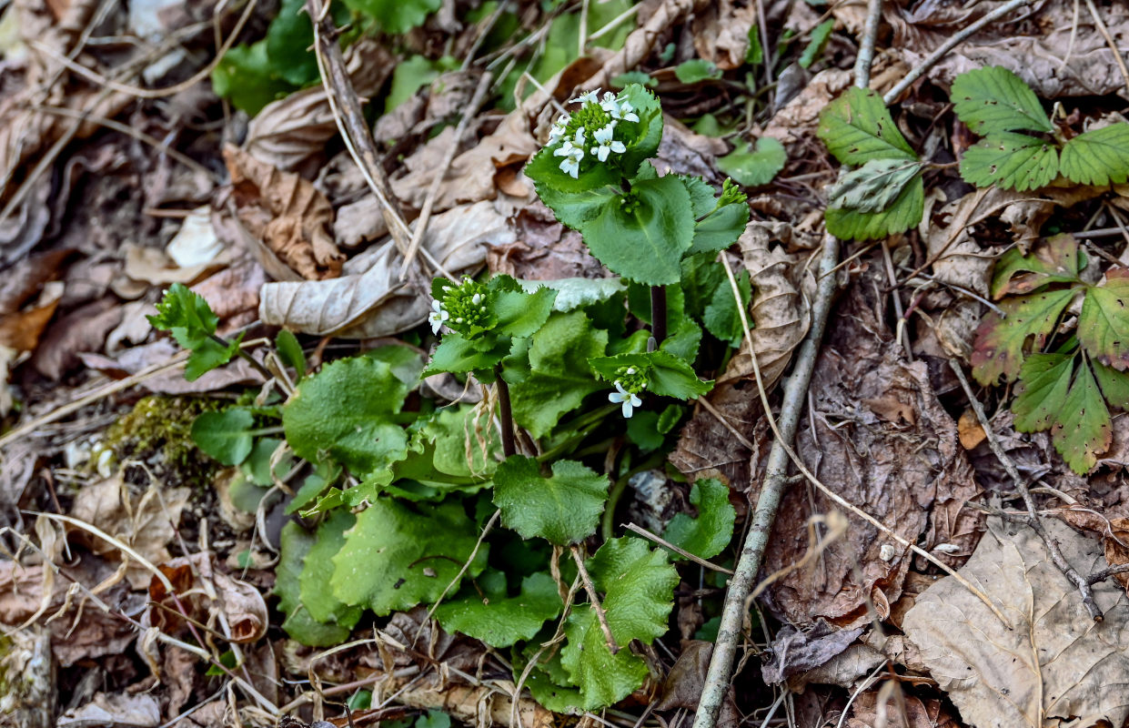 Image of Arabis nordmanniana specimen.