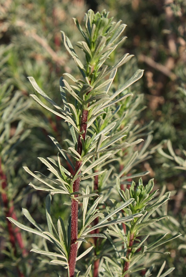 Изображение особи Artemisia monosperma.