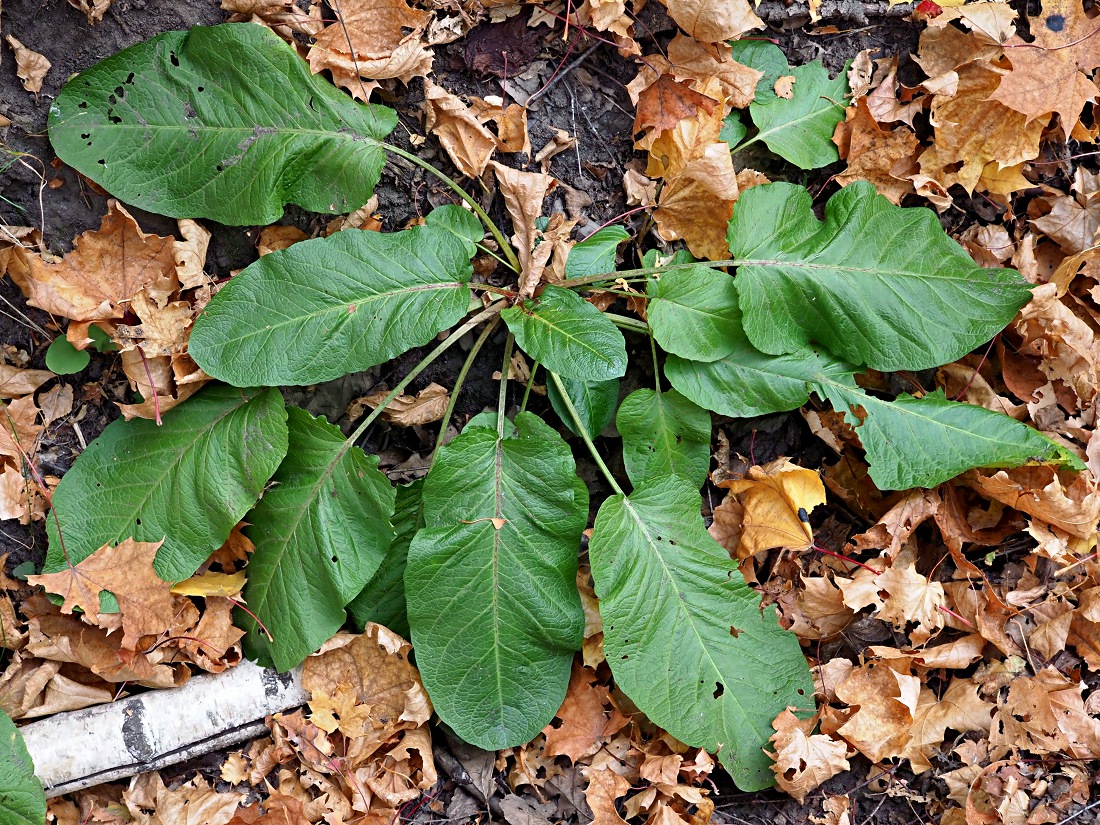 Image of Rumex obtusifolius specimen.