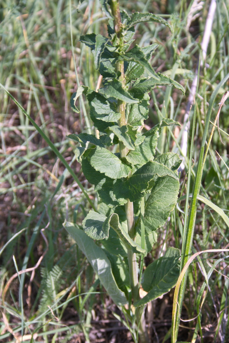 Image of Campanula bononiensis specimen.