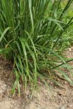 Festuca arundinacea. Нижние листья и основания стеблей. Ленинградская обл., Ломоносовский р-н, дер. Гостилицы, край грунтовой парковки у Троицкой церкви. 21.06.2025.