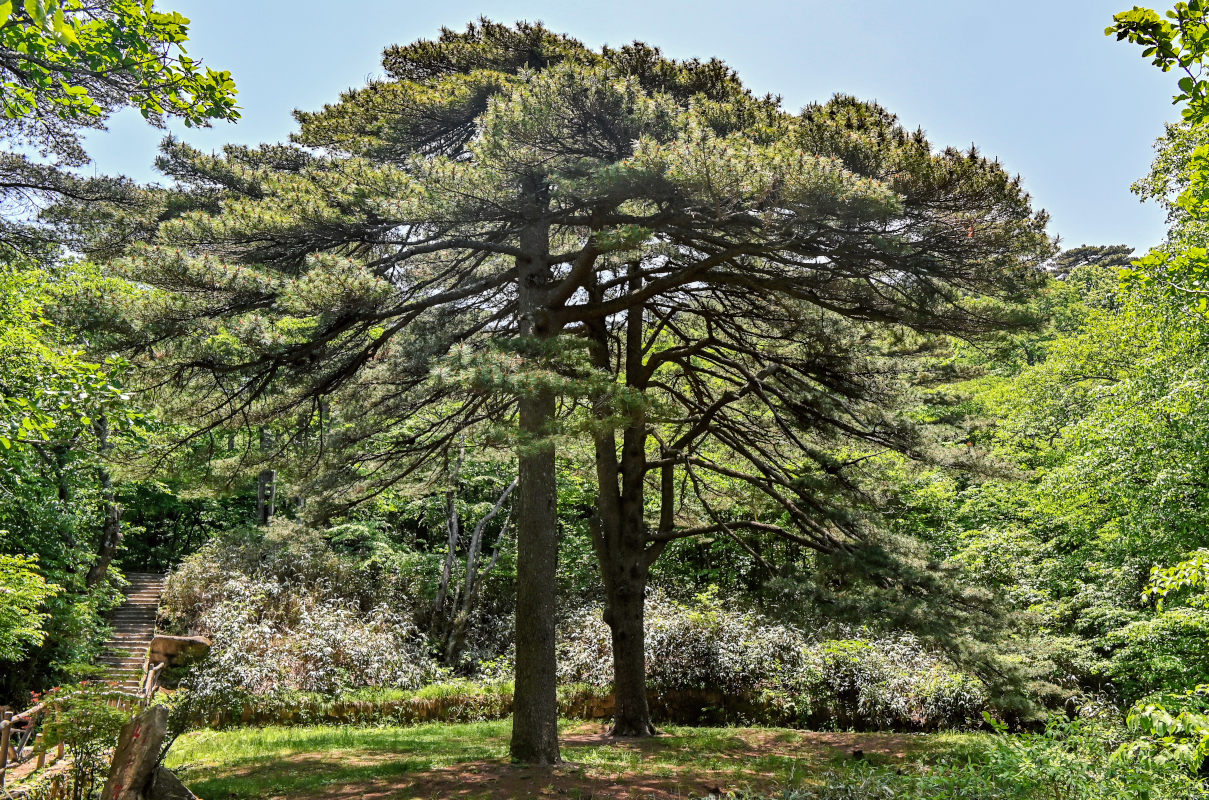 Изображение особи Pinus taiwanensis.