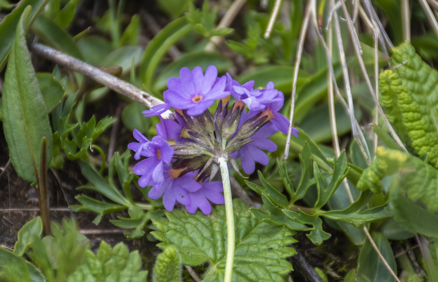 Изображение особи Primula algida.