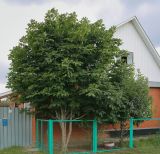 Изображение особи. Автор - Игорь Павлов