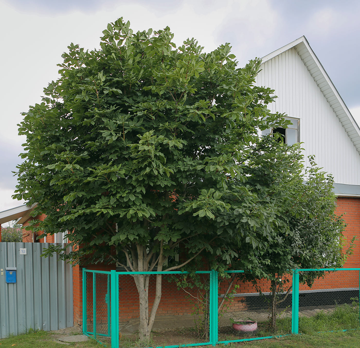 Изображение особи Aesculus hippocastanum.