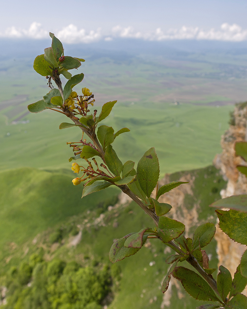Изображение особи Berberis vulgaris.